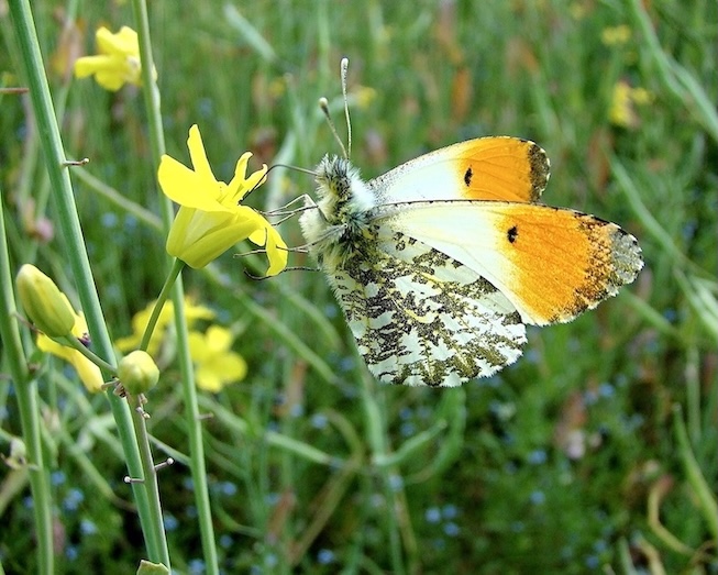 orange tip